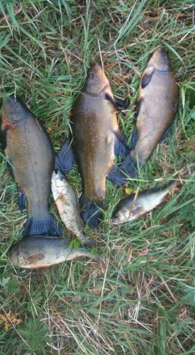 Tench ×3