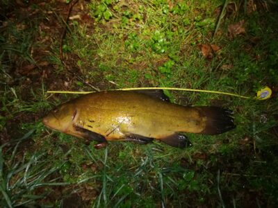 Tench, 2.0 kg — Kaunas reservoir
