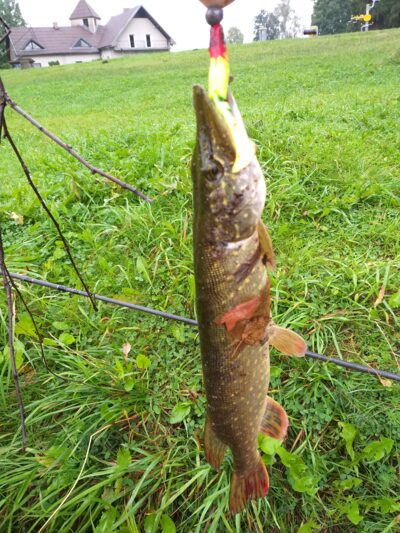 Northern Pike, 1.2 kg