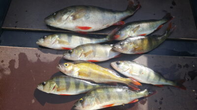 Eurasian perch