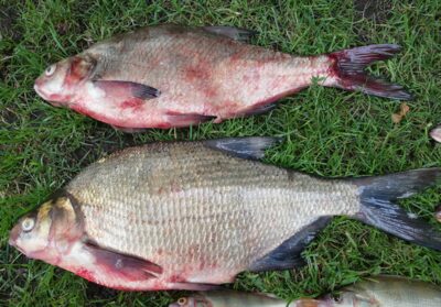 Carp bream ×2