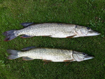 Northern Pike, 1.2 kg — Šventoji