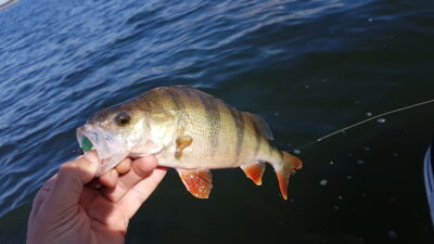 Eurasian perch