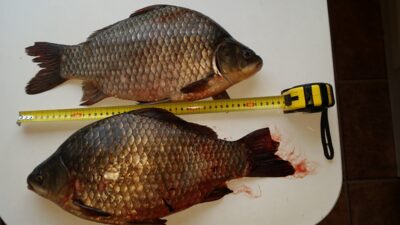 Prussian carp ×2