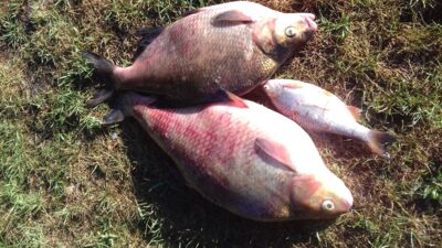 Carp bream ×2