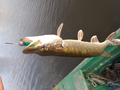 Northern Pike, 1.2 kg