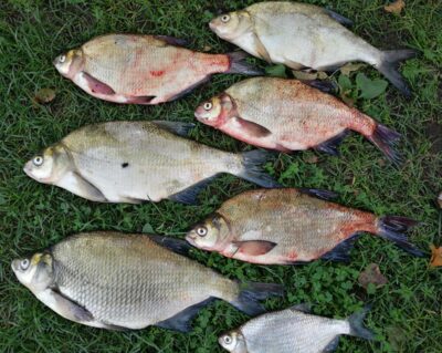 Carp bream ×7