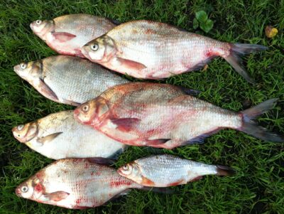 Carp bream ×6