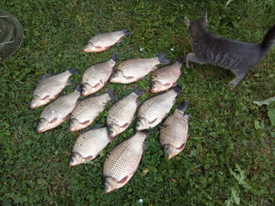 Prussian carp ×12