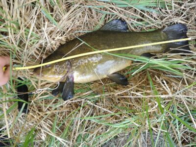 Tench, 3.1 kg