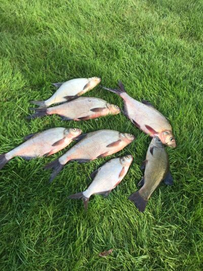 Carp bream, 0.8 kg