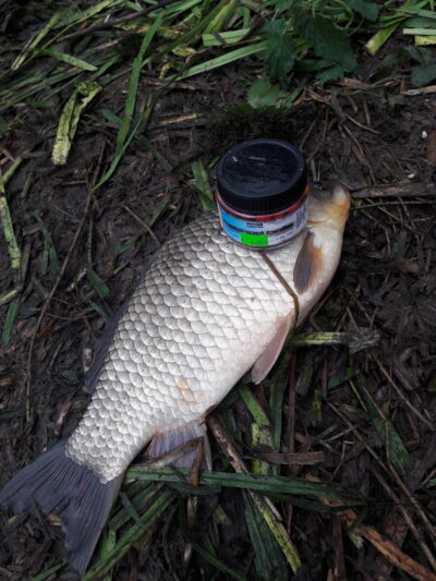 Prussian carp, 1.4 kg — Naudvario
