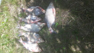 Carp bream