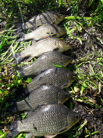 Prussian carp ×7 — Užvenčio
