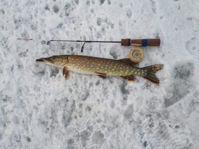 Eurasian perch, 0.4 kg