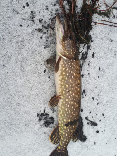 Northern Pike, 1.8 kg