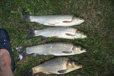 Silver carp ×3
