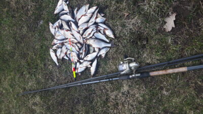 Roach