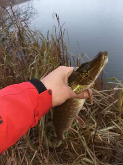 Northern Pike