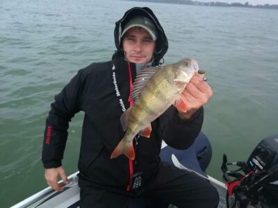 Eurasian perch