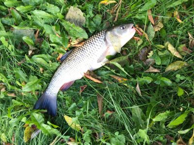 chub, 1.2 kg