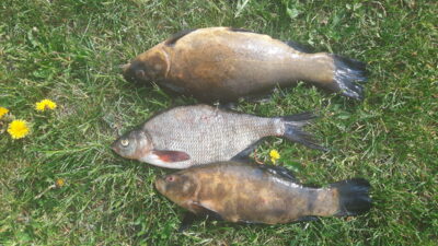 Tench