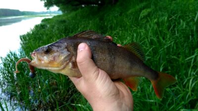 Eurasian perch — Neman River