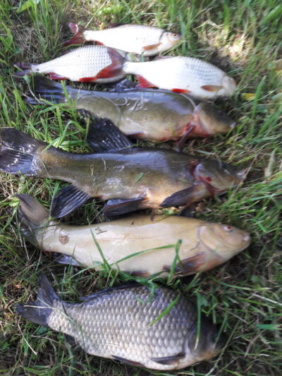 Tench ×3 — Užvenčio