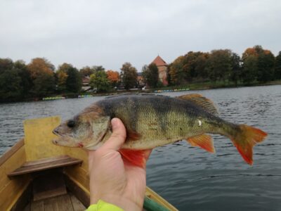 Eurasian perch, 0.8 kg