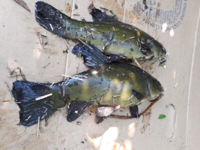 Tench ×2 — Vėjinės