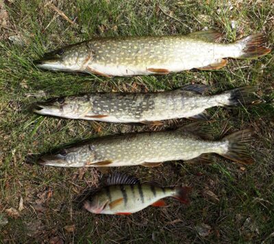 Northern Pike ×3