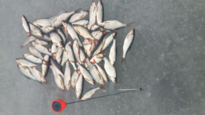 Roach