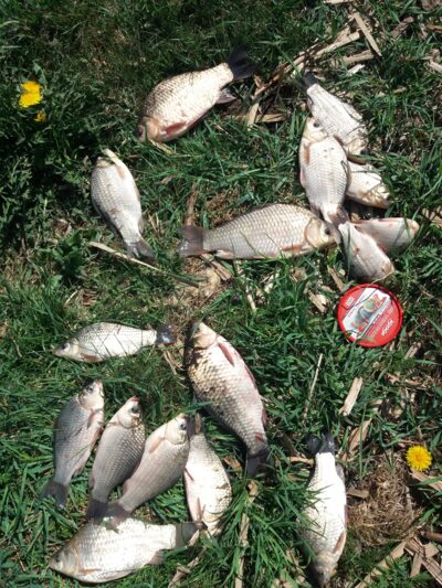 Prussian carp ×16