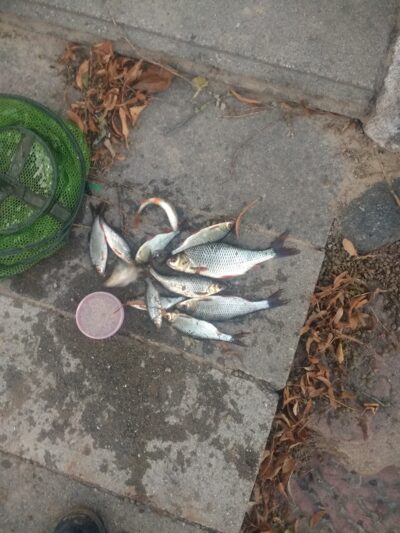 Roach, 0.3 kg