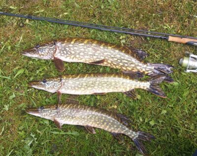 Northern Pike ×3