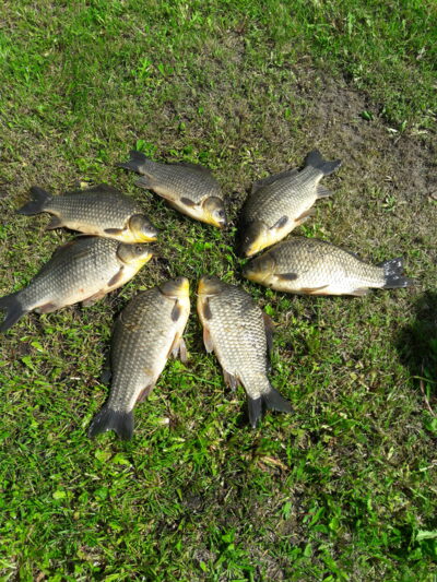 Prussian carp ×7 — Naudvario