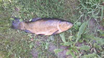 Tench