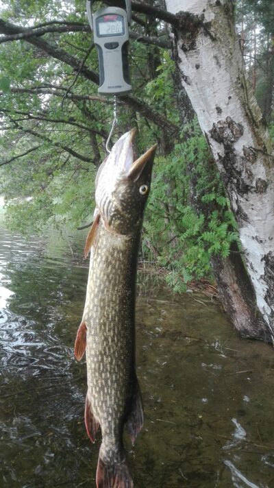 Northern Pike, 2.8 kg — Ūsiai
