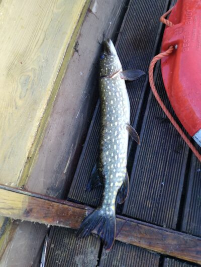 Northern Pike ×3