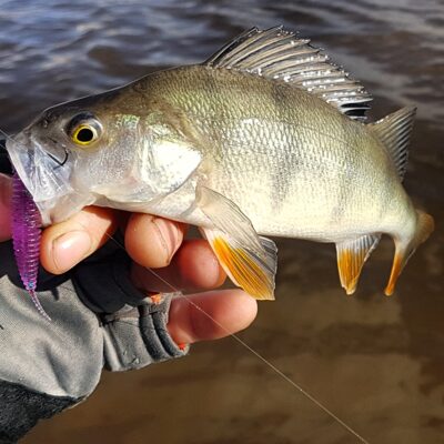 Eurasian perch