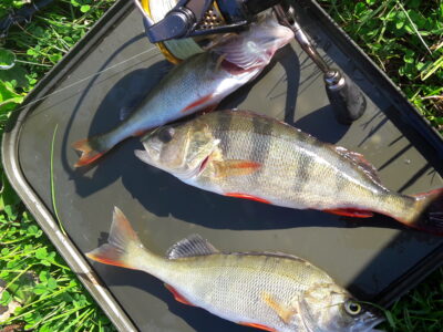 Eurasian perch ×3 — Karklėnų