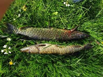 Northern Pike ×2, 1.1 kg — Veiverių