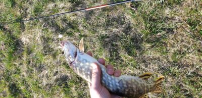 Northern Pike, 0.6 kg