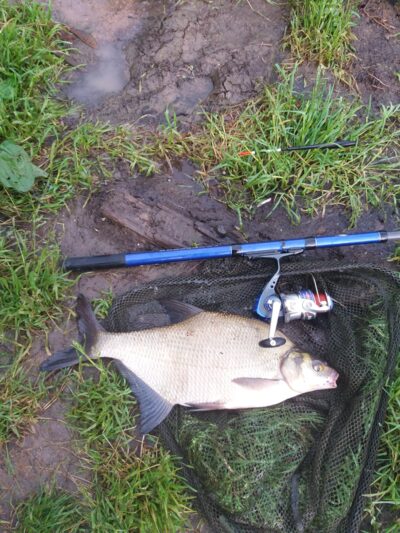 Carp bream