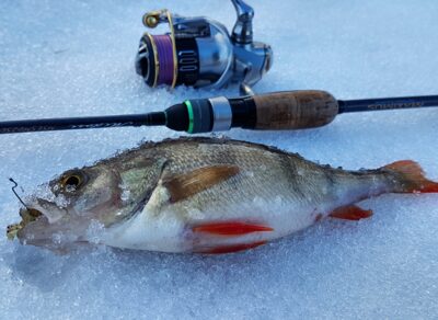 Eurasian perch