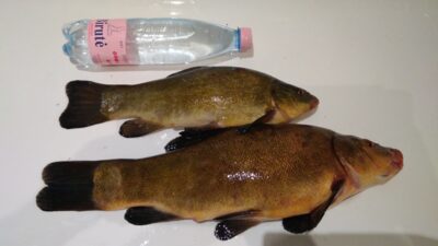 Tench ×2