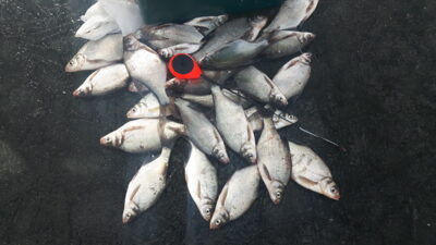 Carp bream
