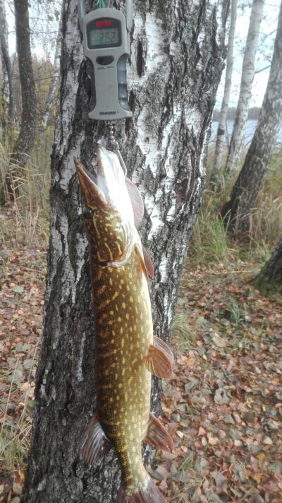 Northern Pike, 2.6 kg — Kiaunas