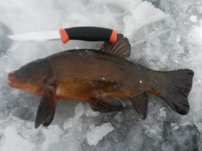 Tench, 1.0 kg — Paštys