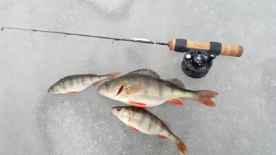 Eurasian perch — Verniejus